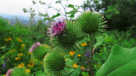 Wandering in Canada: The Root of Invasives: Burdock - Arctium lappa - Bardane