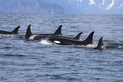 10 Incredible PNW Orca Whale Watching Moments | Clipper Vacations Magazine