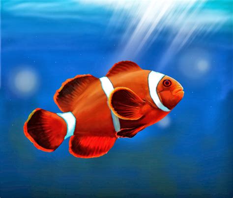 fish share: GAMBAR IKAN HIAS CLOWNFISH 5