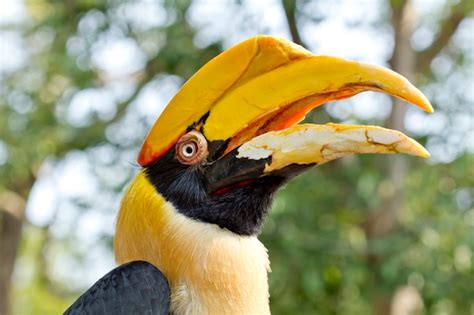 Premium Photo | Great hornbill, great indian hornbill, great pied hornbill,bird of thailand