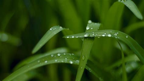 🔥 Download Wallpaper Grass HD 4k Macro Drops Green Nature by @samanthastevens | Macro Wallpapers ...