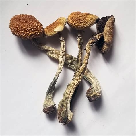 Buy Psilocybe cubensis B+ | Online Psychedelics Store