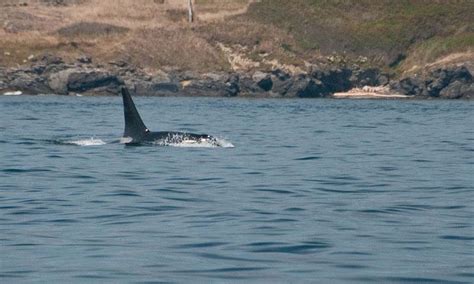 San Juan Islands Whale Watching Tours / Orcas, Lopez, Shaw Island ...