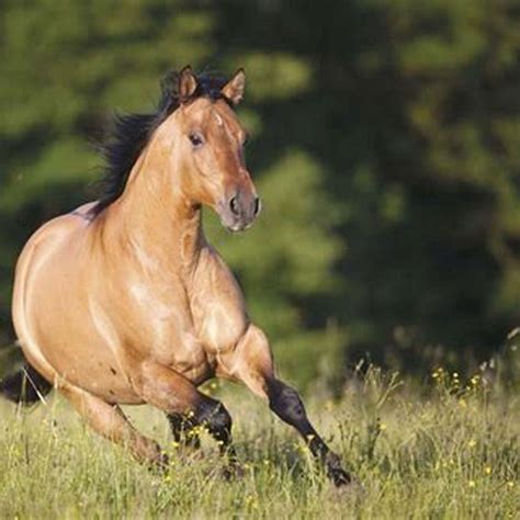 Can a Quarter Horse run a mile? - DIY Seattle