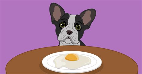 Health Benefits Of Eggs For Dogs