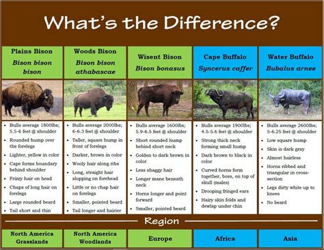 Bison Biology- Facts About Bison, 46% OFF