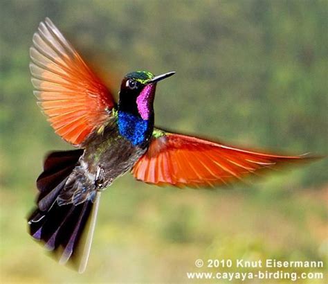 Colibríes ¿cuál es tu favorito? | Hummingbird pictures, Beautiful birds ...