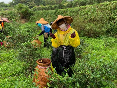 Thousand Island Lake & Pinglin Tea Plantation Afternoon Tour - Get Me ...