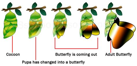 Life Cycle of a Butterfly | Science Lessons for Kids | The K8 School