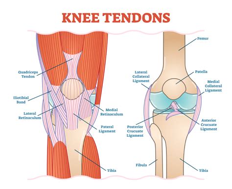 What is Patellar Tendinitis? | Summit Physiotherapy