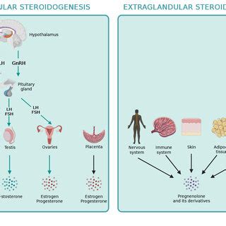 Overview of de novo steroidogenesis in the adrenal gland and gonads. | Download Scientific Diagram