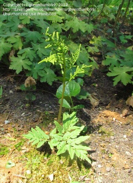 Plant Identification: CLOSED: Some species of Botrychium fern?, 1 by greenthumb99