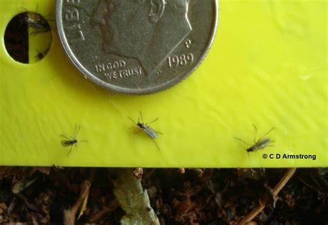 Fungus Gnats - Home and Garden IPM from Cooperative Extension - University of Maine Cooperative ...