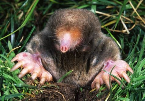 5 Best Mole Poisons in 2024 [Detailed Reviews]