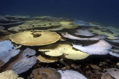 Chagos Archipelago the Last Frontier for Coral Reefs.