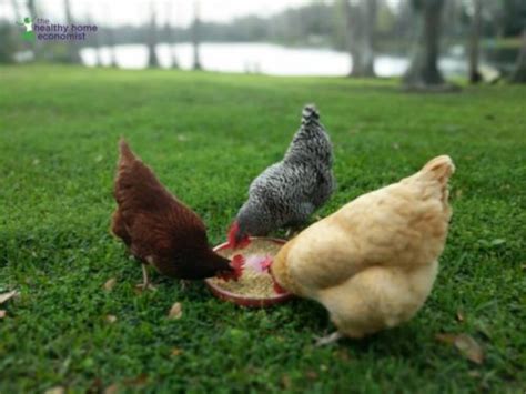 Top 6 Tips for Keeping Backyard Chickens | Healthy Home Economist