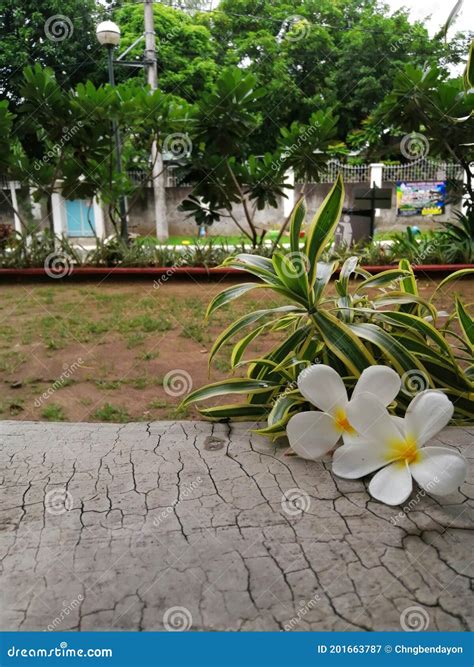 The Two Calachuchi Flowers on a Concrete with Green Trees Background. Stock Image - Image of ...