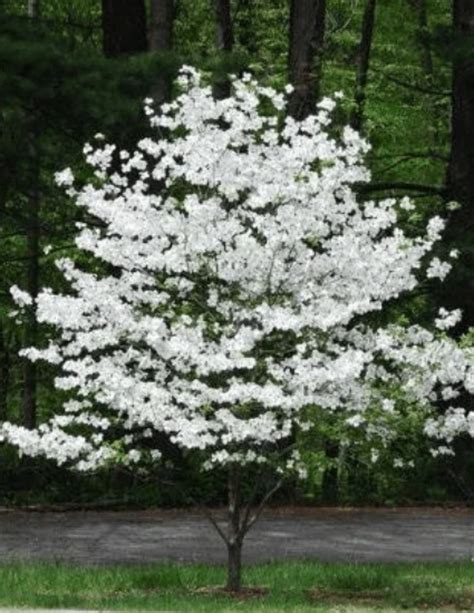 Dogwood white flowering tree seedling (JUMBO SIZE) - Walmart.com