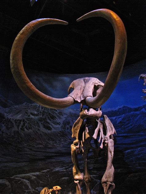 Mammoth Photographed by Michelle Brazeau All Rights Reserved | Ancient animals, Fossil bones ...