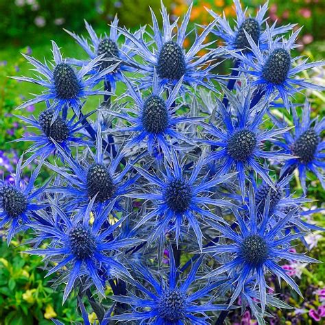 Spring Hill Nurseries Blue Sea Holly (Eryngium) Live Bareroot Perennial Plant Blue Flowers (1 ...