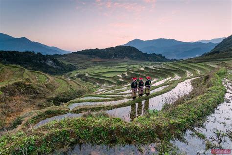 Matteo Colombo Photography | Vietnam, Sapa. Red Dao women on rice paddies at sunrise | Royalty ...