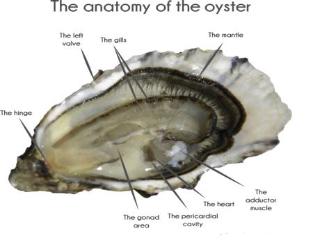 Oyster Adductor Muscle