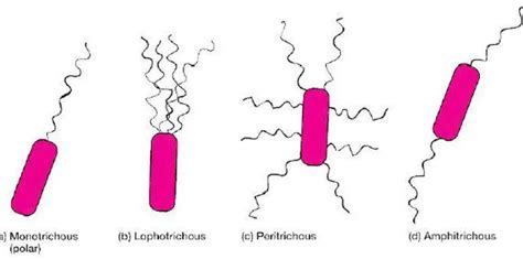 Bacterial Flagella: Structure, importance and examples of flagellated bacteria - Learn ...