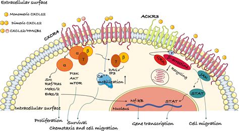 Frontiers | The Chemokine Receptor CXCR4 in Cell Proliferation and ...