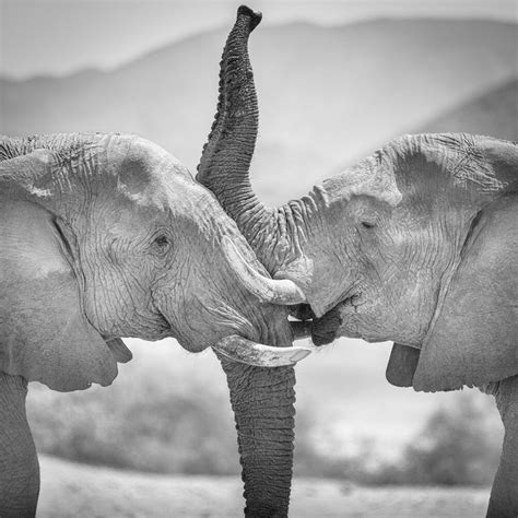 Wall Art 'Portrait desert elephants Hoanib riverbed Namibia by Dennis ...