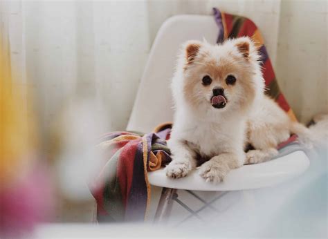 10 Best Dog Foods for Pomeranians (2024): Picks for Petite Pals