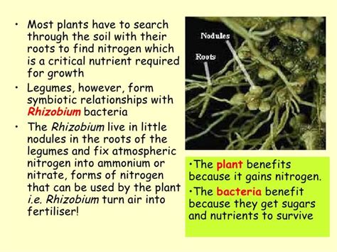 Symbiotic Relationships