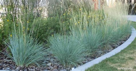 Blue Oat Grass Care: Learning To Grow Helictotrichon Sempervirens