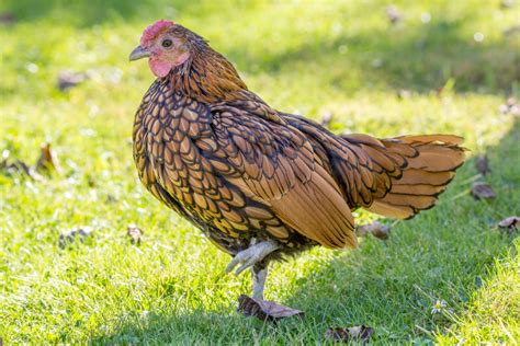 All About Bantam Chicken Breeds - Backyard Chicken Project