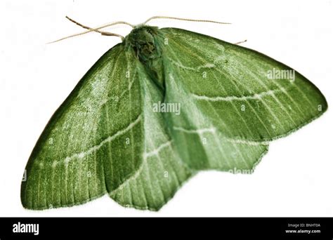 Geometra Papilionaria (Large Emerald Moth Stock Photo - Alamy