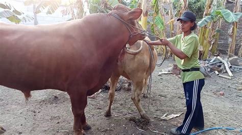 bull and cow mating crazy farm series in profesional - YouTube