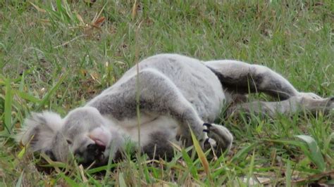 Dead Gympie koalas prompt Transport Dept investigation | Queensland Times