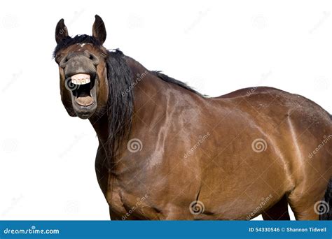 Laughing Horse With Mouth Open Showing Teeth Stock Photo - Image: 54330546