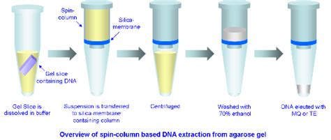 Biotech Crunch: 9 Factors affecting DNA extraction from agarose gel