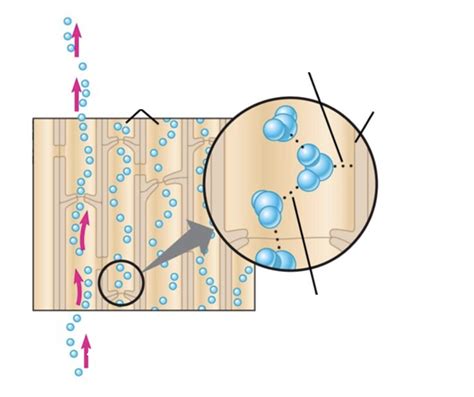 Adhesion and Cohesion Diagram | Quizlet