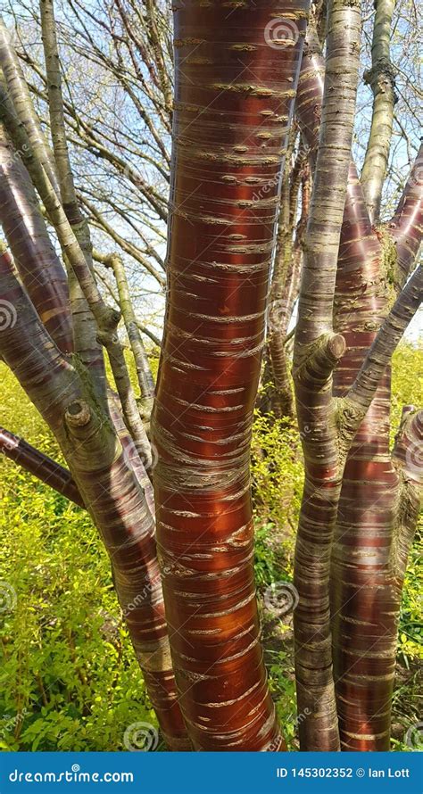 Tibetan Cherry tree bark stock photo. Image of cherry - 145302352