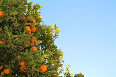 orange tree orange tree and fruit 4k HD Wallpaper