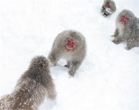 Snow Monkeys - Snowball Fight | Snow monkey, Animals, Snowball fight