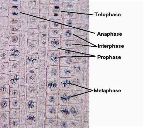 Linfei's Bio Blog: Mitosis and Meiosis