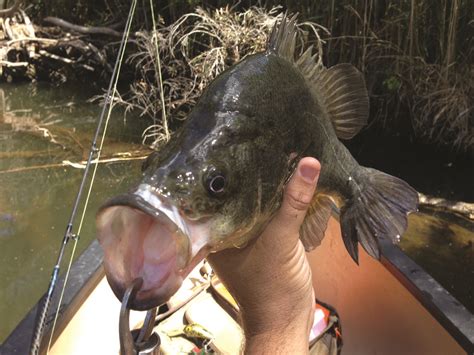 Darling Downs Golden Perch - Bush 'n Beach Fishing Magazine