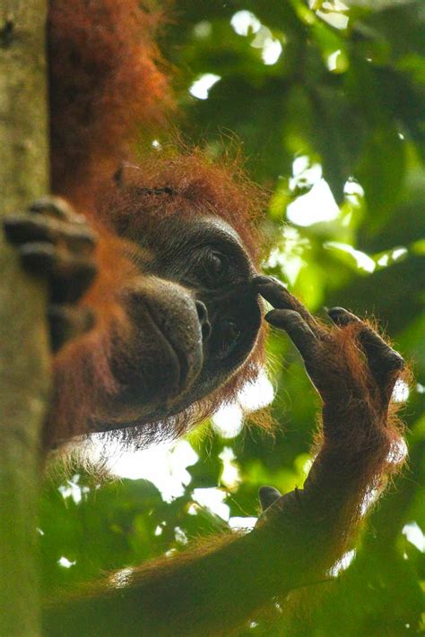 Gunung Leuser National Park orangutans, tigers bukitlawang, Indonesia ...