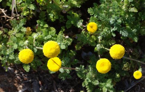 Flower Gallery :: Asteraceae :: DSC_8337