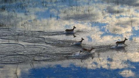 Lechwe running in the Okavango Delta floodplain in Botswana - Bing Gallery