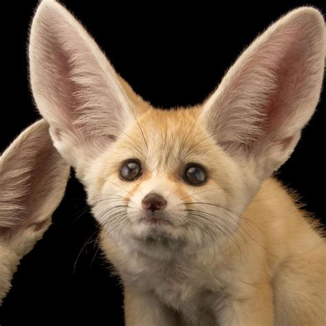 Fennec Fox: Know The Real facts about Them | Pets Nurturing