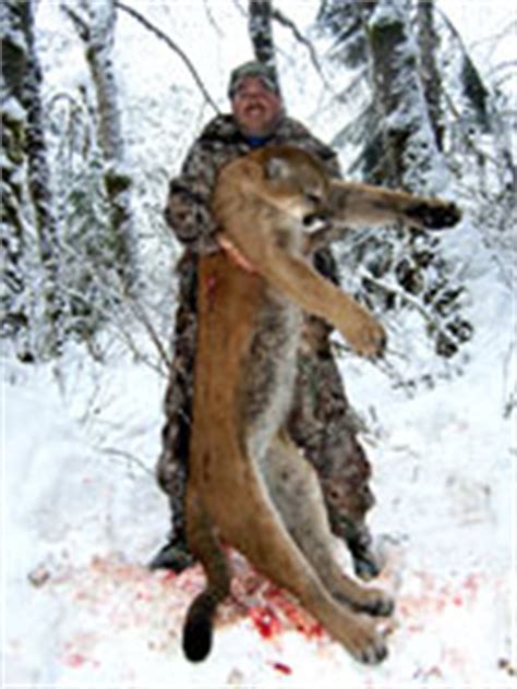 BC Cougar (Mountain Lion) Hunts | North Vancouver Island Hunting Guides ...