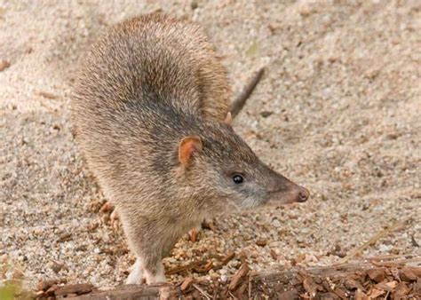 Northern Brown Bandicoot Profile: Traits, Facts, Habitat, Diet - Mammal Age